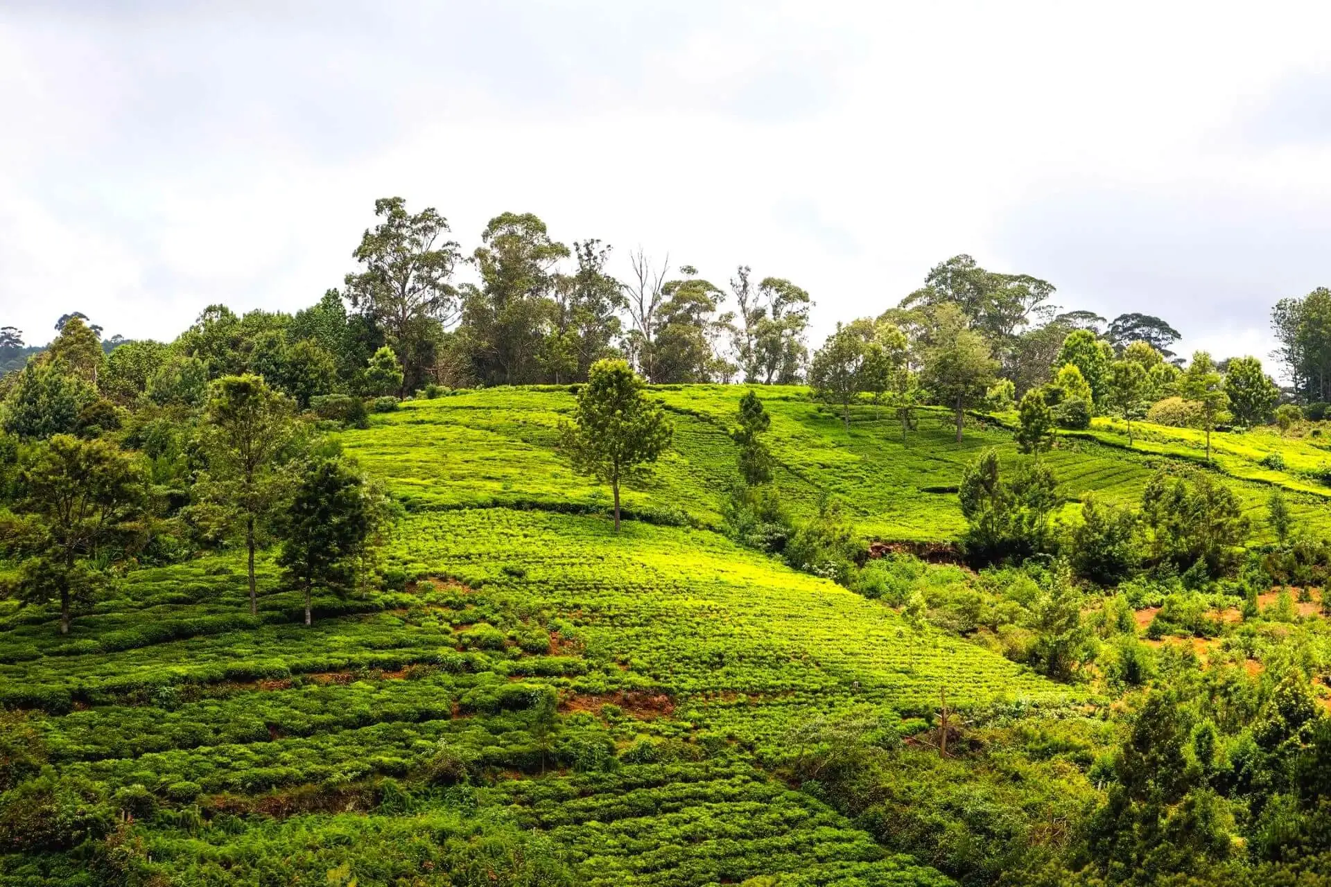 Coonoor – A majestic destination for vacation