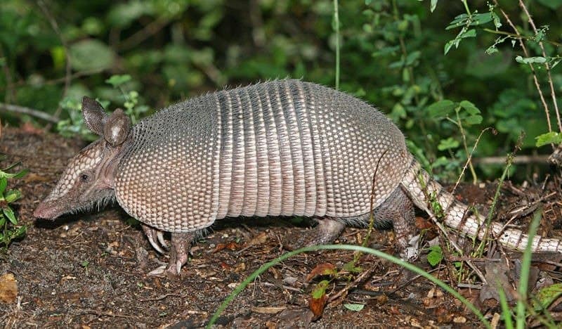 Are Armadillos Dangerous to Dogs ? Do They Attack?