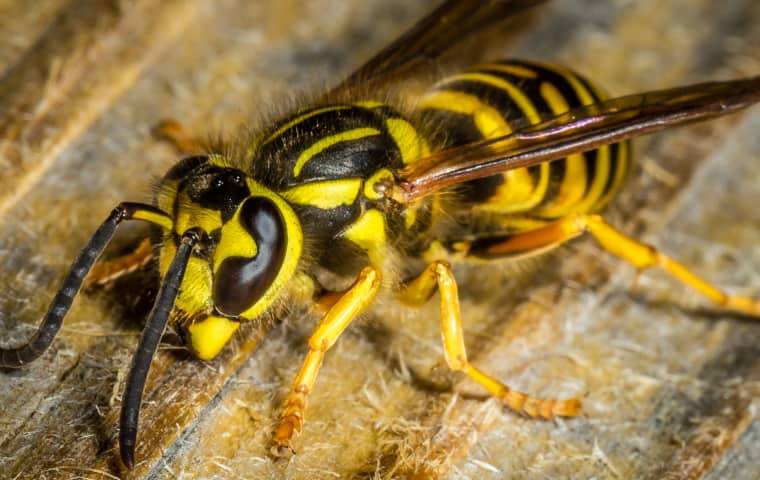 DIY Wasp Removal Techniques: Are They Safe and Effective?