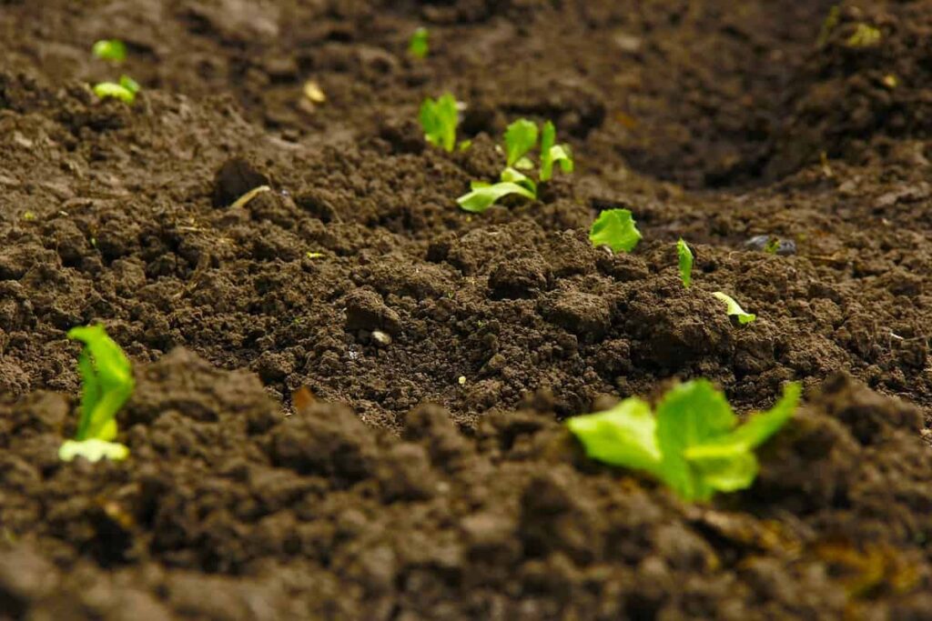 Boosting Phosphorus Levels in Soil: A Comprehensive Guide to Enhancing Soil Fertility